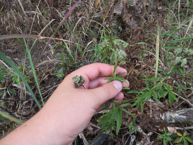 Image de Pycnanthemum torreyi Benth.