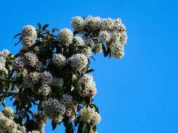 Image de Cordia gerascanthus L.