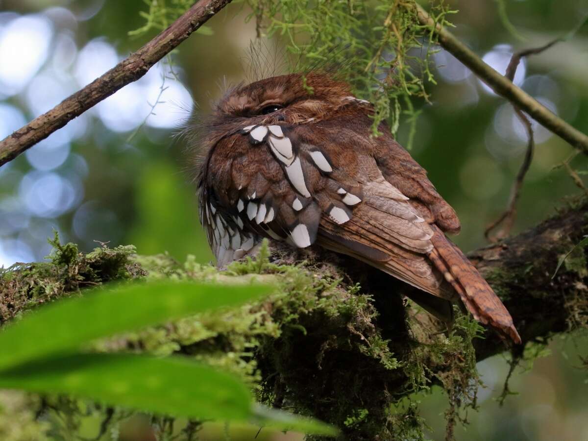 Image of Short-tailed Frogmouth