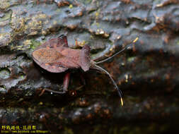 Image of Dalader formosanus Esaki 1931