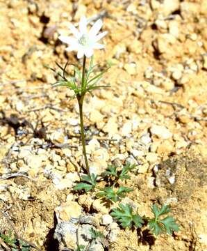 Image of tuber anemone