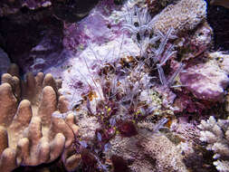 Image of Delicate white stinging hydroids