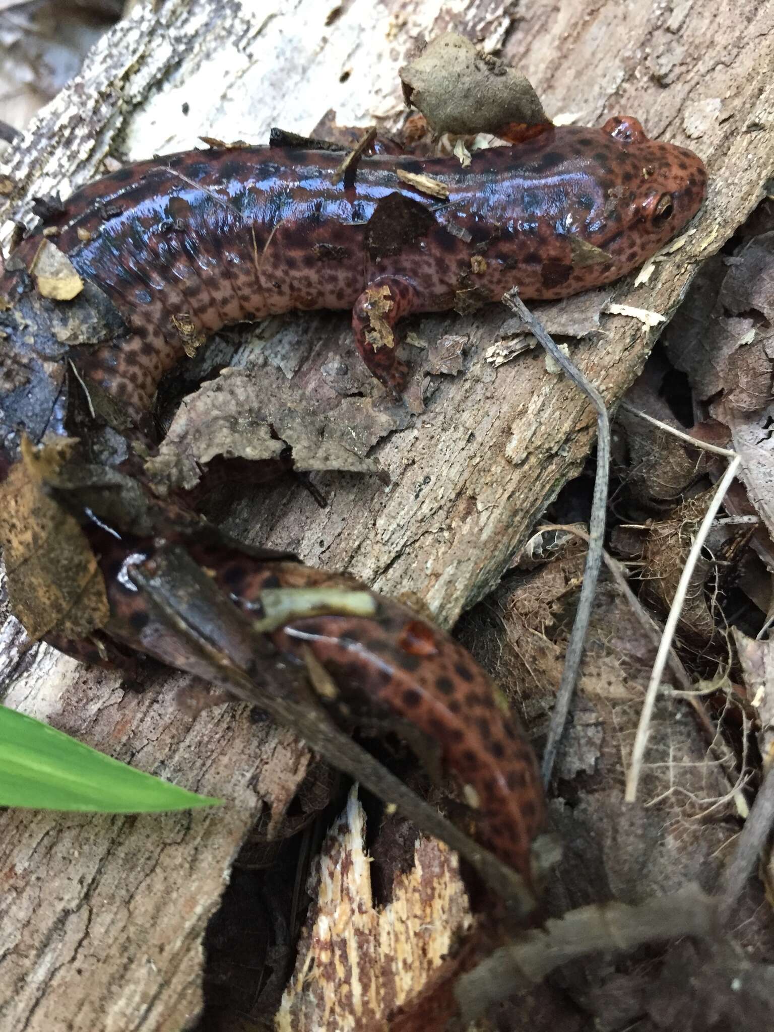 Image of Red Salamander