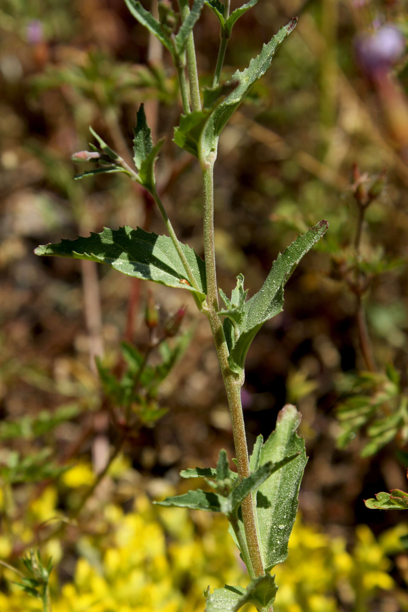 Image of Epilobium collinum C. C. Gmel.