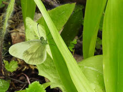 Image of Wood White