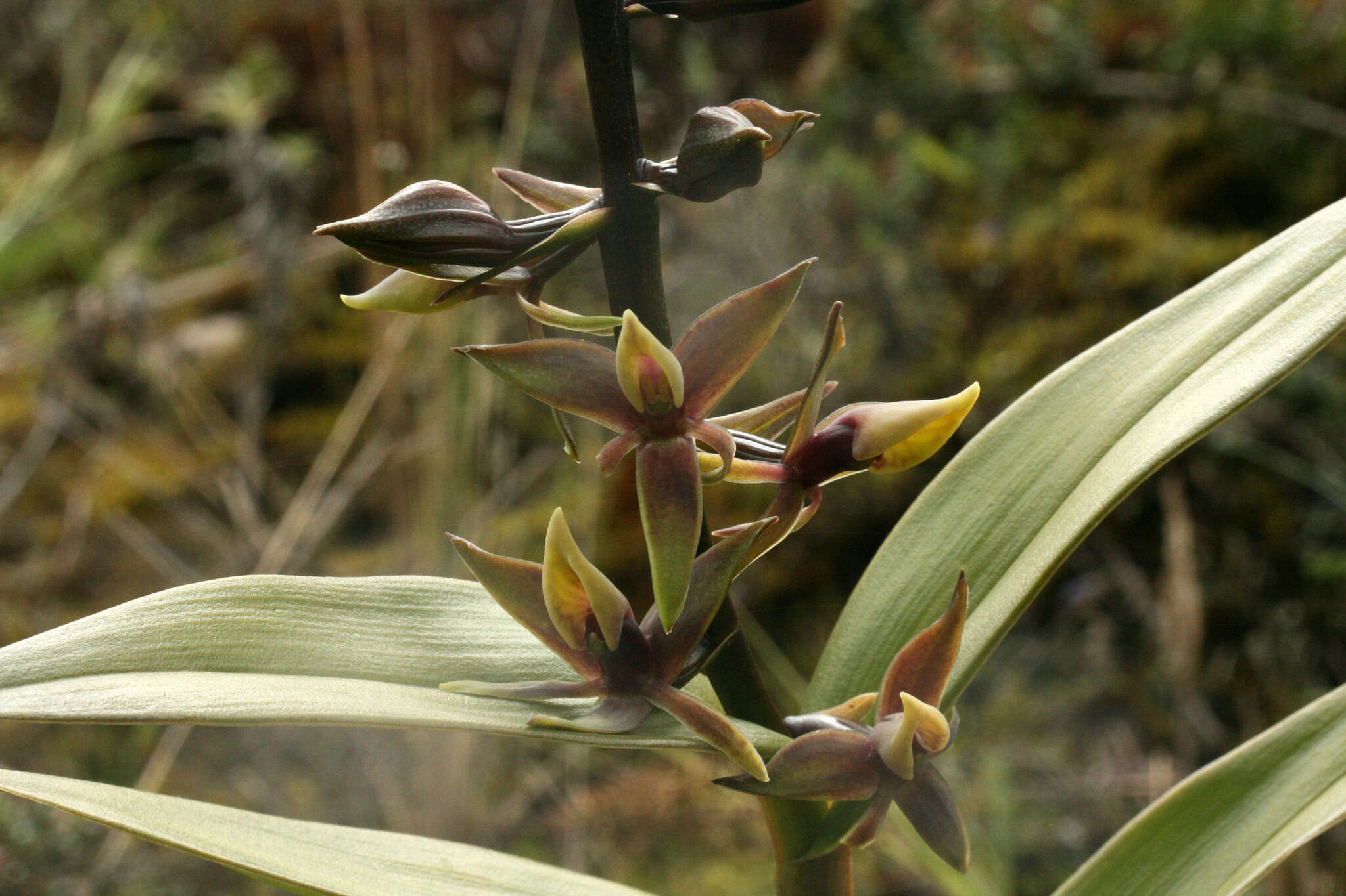 Image of Epidendrum oxycalyx Hágsater & Dodson