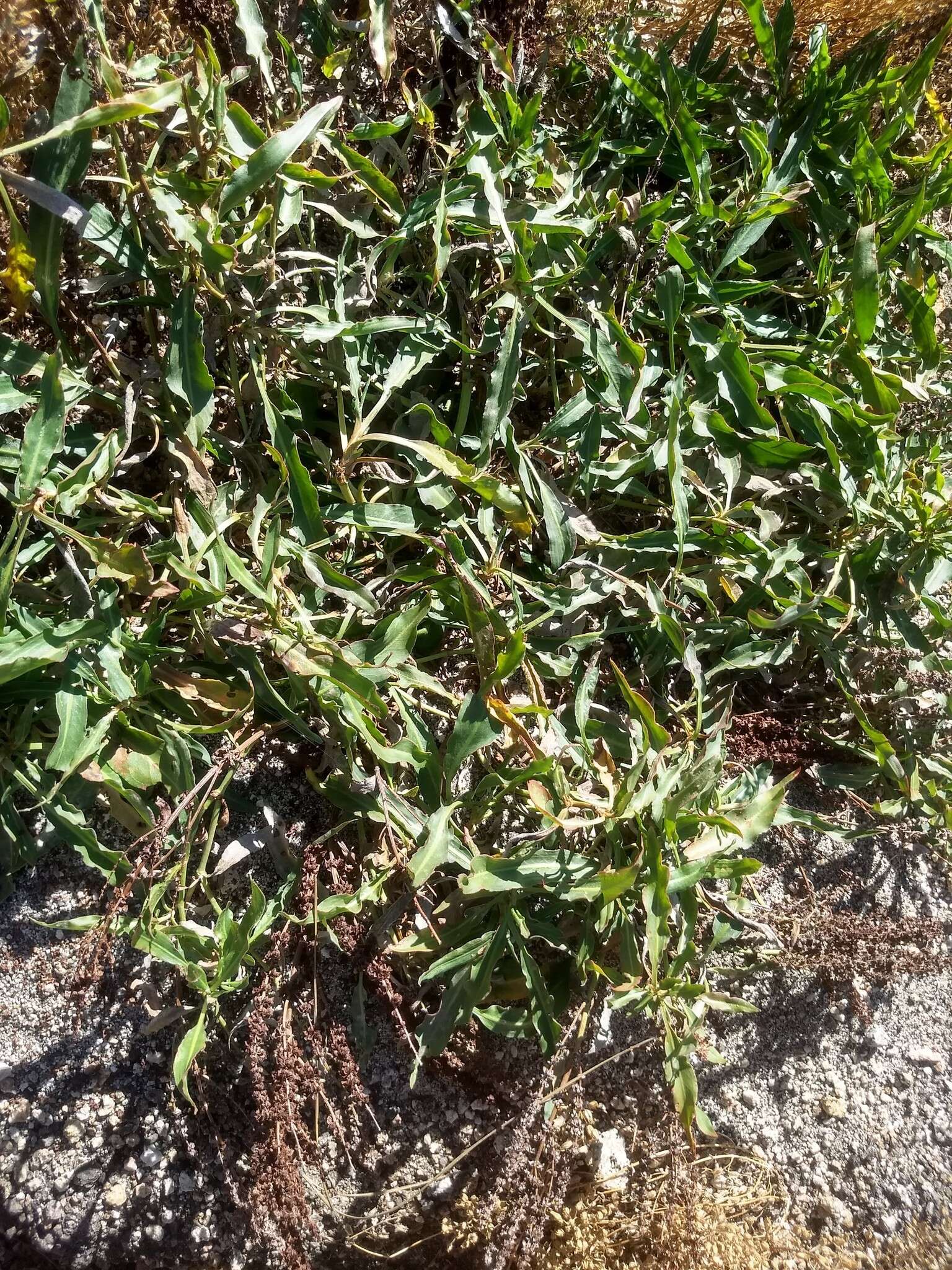 Rumex californicus Rech. fil. resmi