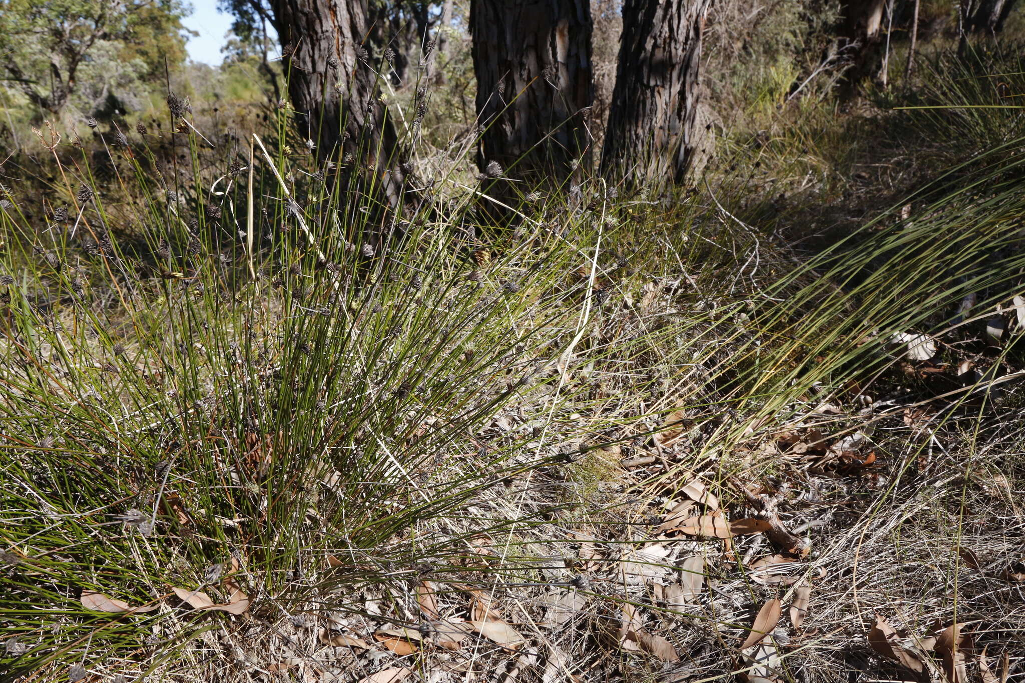 Image of Mesomelaena pseudostygia (Kük.) K. L. Wilson