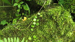 Lemmaphyllum microphyllum C. Presl resmi