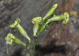 Image of Silene mellifera Boiss. & Reuter