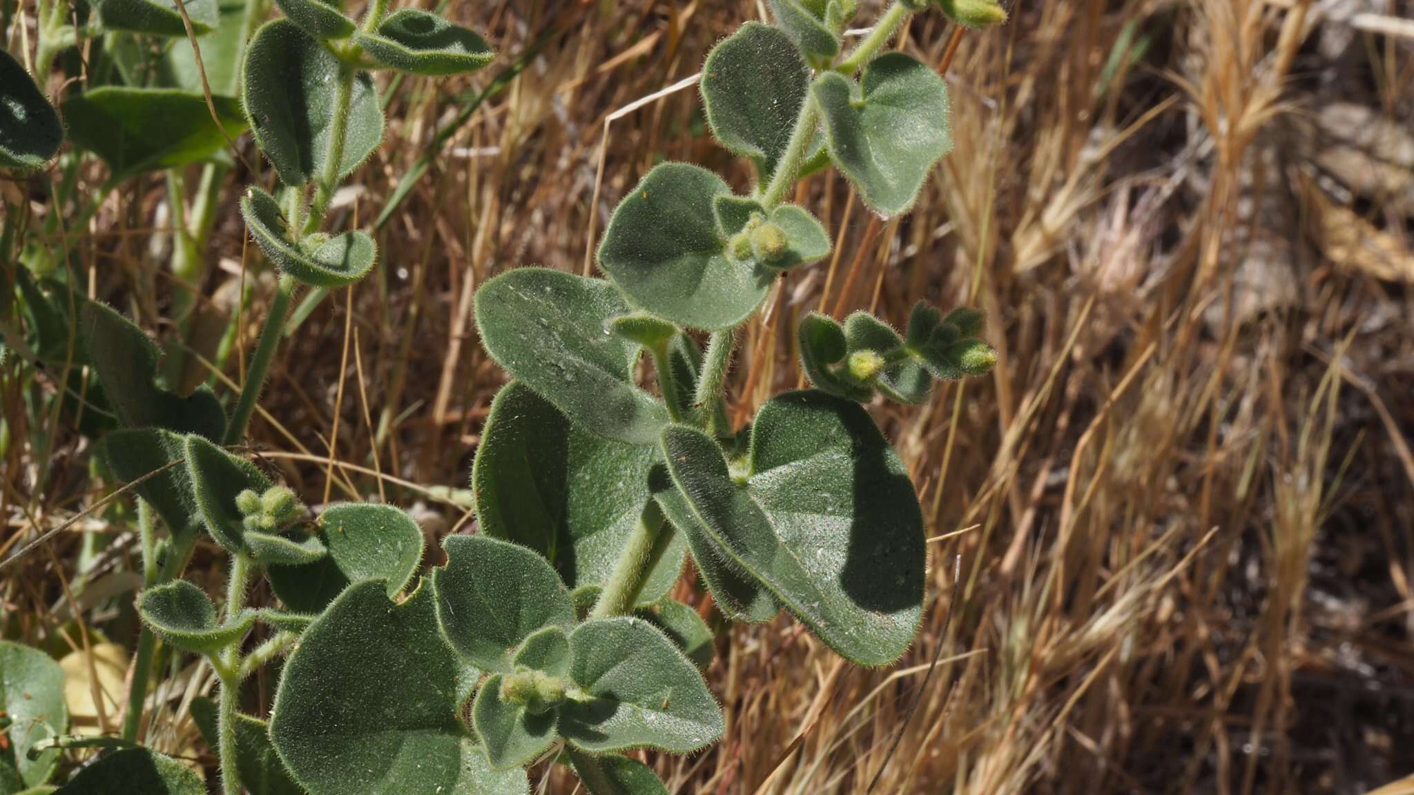 Слика од Mirabilis laevis var. villosa (Kellogg) Spellenberg