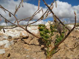 Image of Trachyandra tortilis (Baker) Oberm.