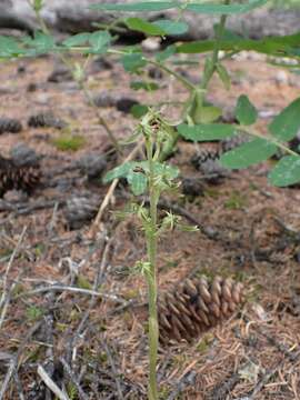 Imagem de Neottia camtschatea (L.) Rchb. fil.