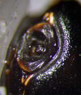 Image of <i>Coptosoma mucronatum</i> Seidenstucker 1963