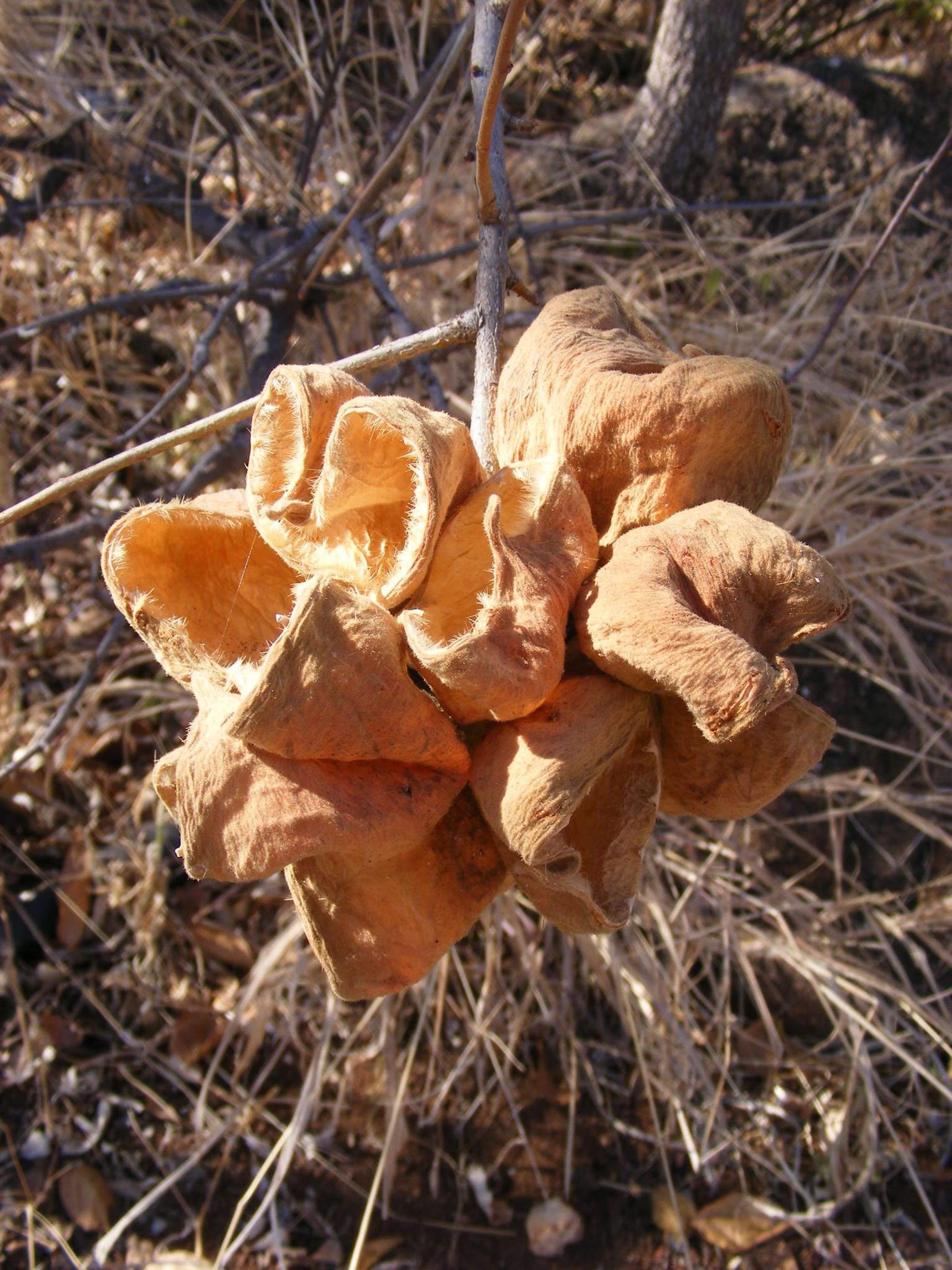 Image of Small-leaved star-chestnut