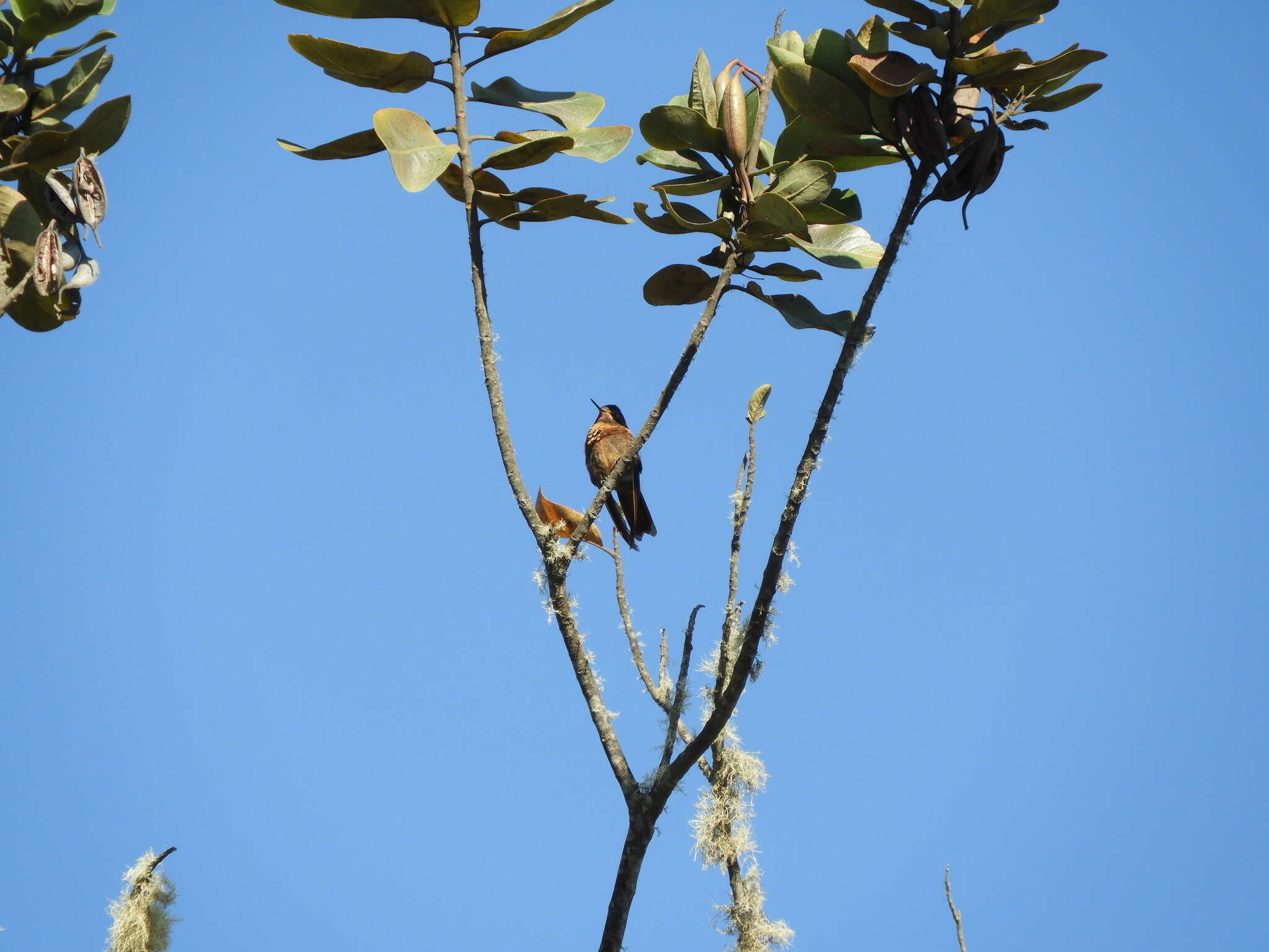 Plancia ëd Aglaeactis cupripennis (Bourcier 1843)