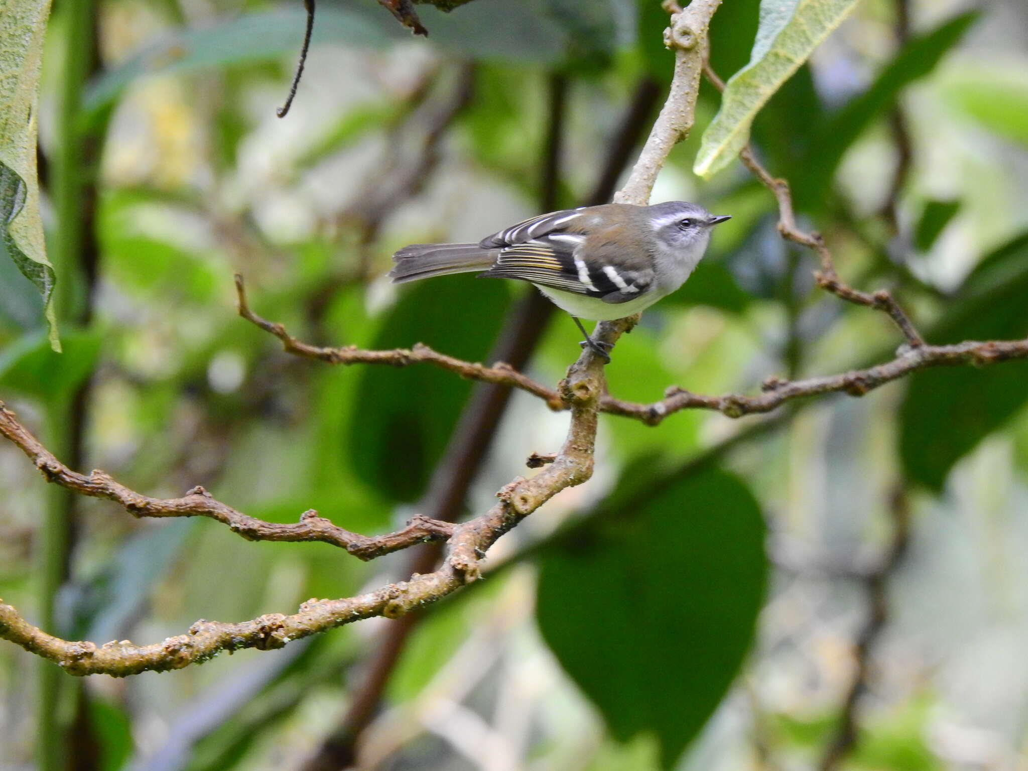 Image of White-banded Tyrannulet