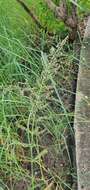 Image of Antelope Grass