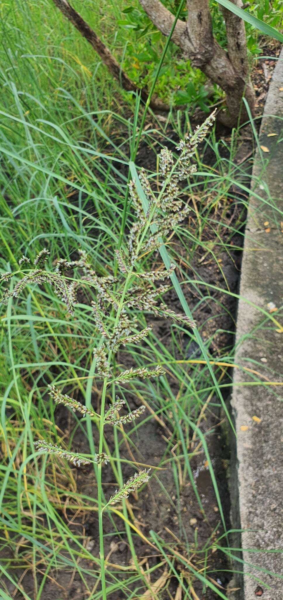 Image of Antelope Grass