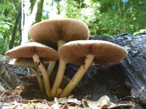 Image of Cyclocybe parasitica (G. Stev.) Vizzini 2014