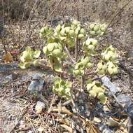 Image of tree stonecrop