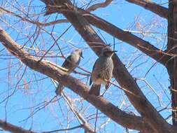 Image of Brown-eared Bulbul