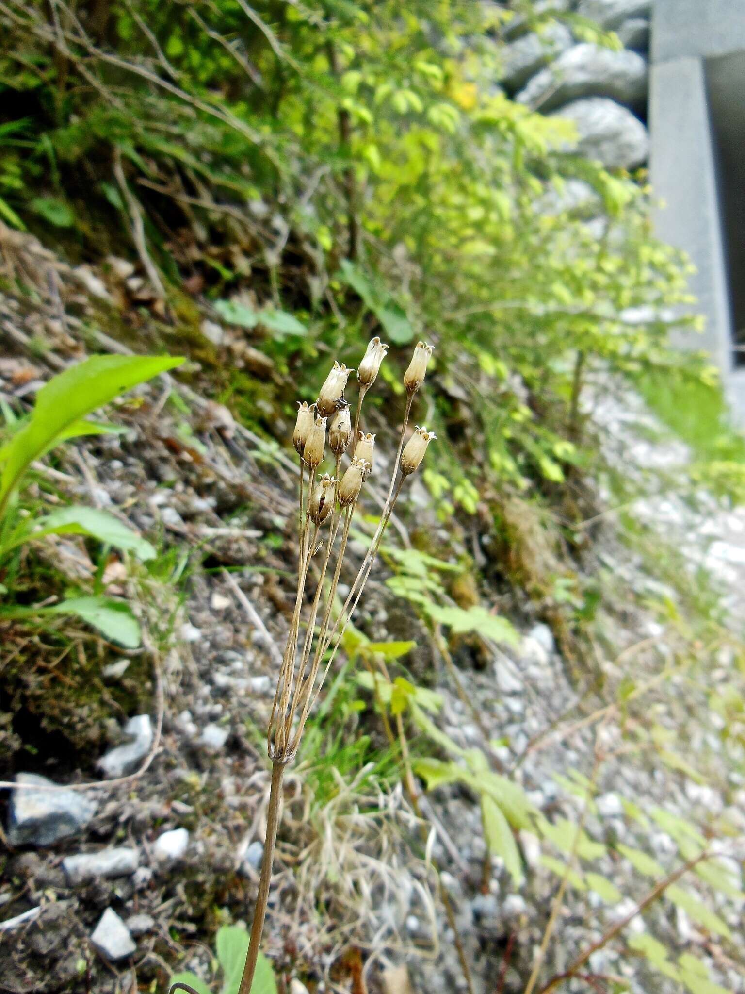 Image of Primula matthioli Richt.