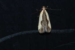 Image of Indented Dichomeris Moth