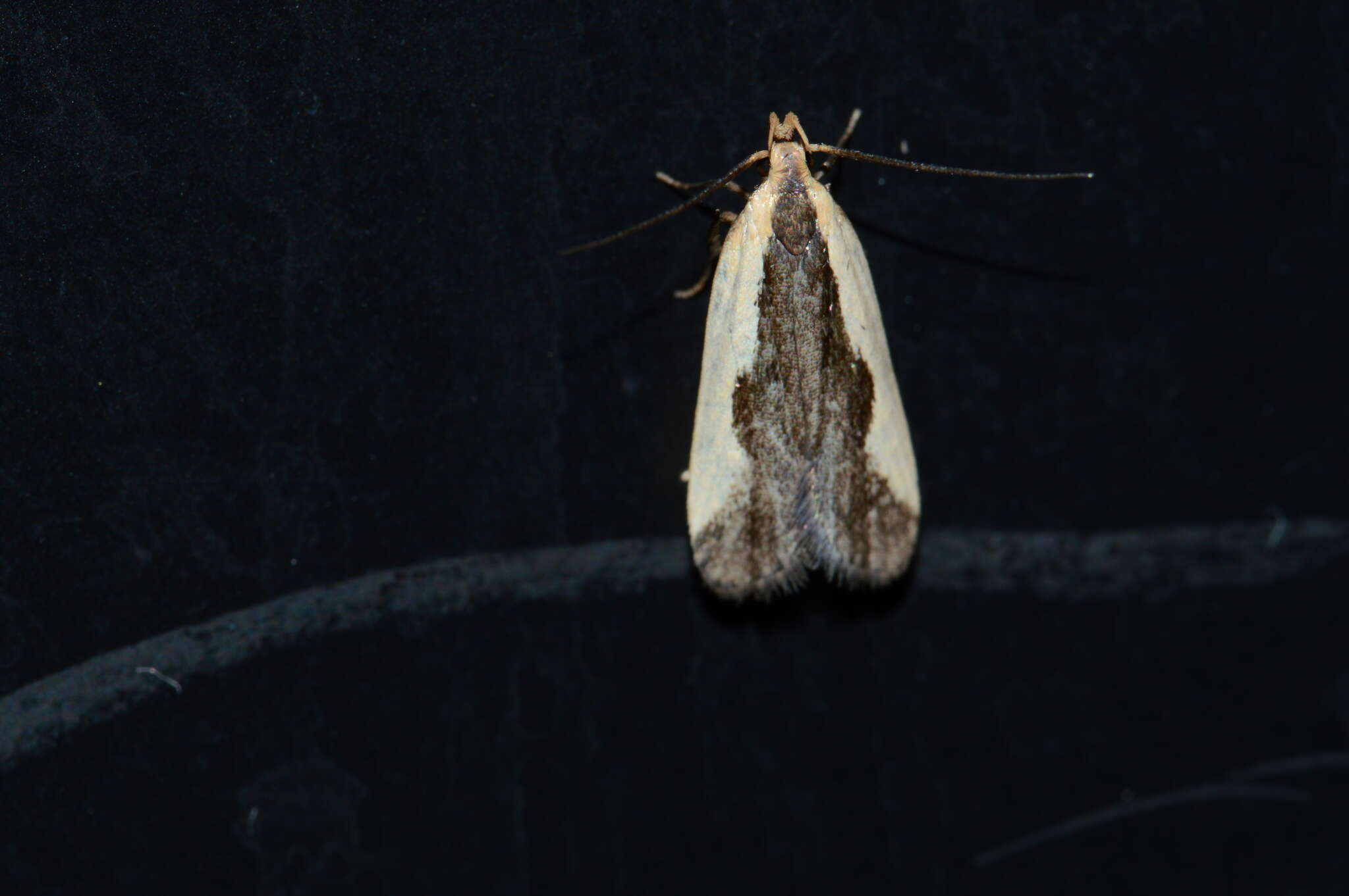 Image of Indented Dichomeris Moth