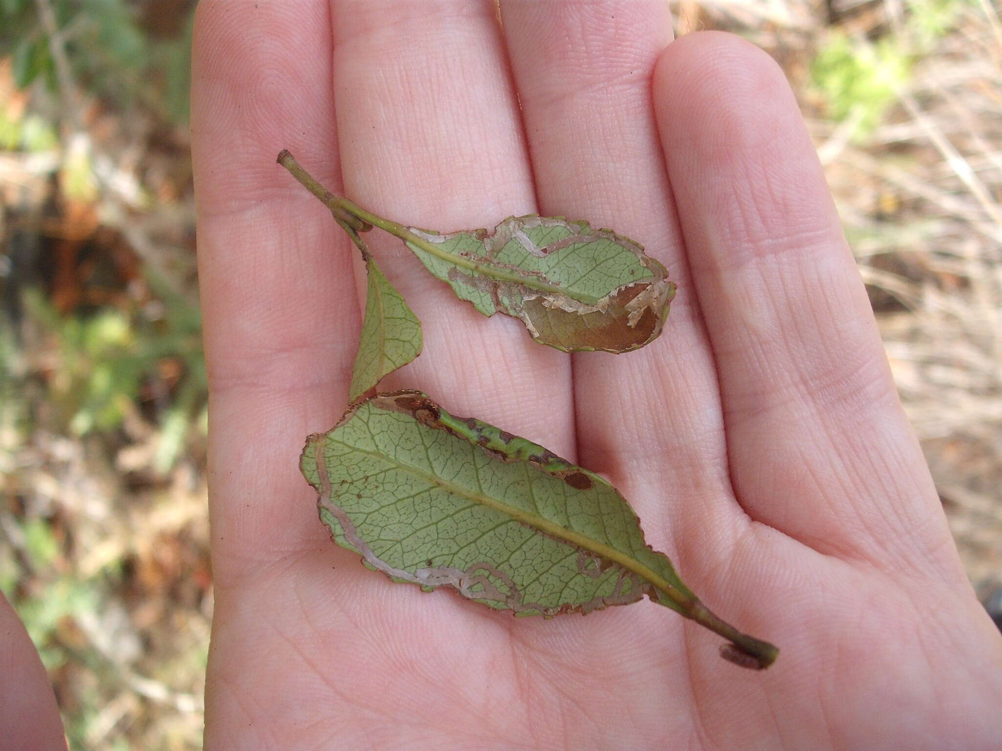 Imagem de Caloptilia chrysitis (Felder & Rogenhofer 1875)