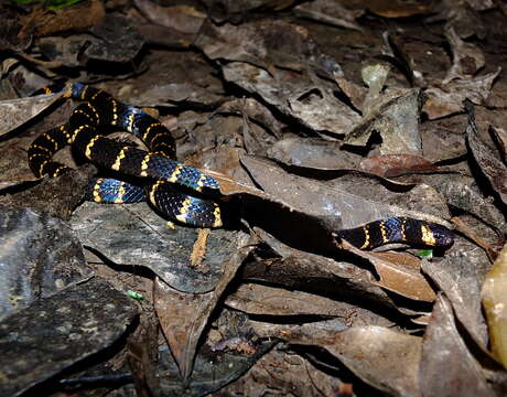 Image of Carib Coral Snake