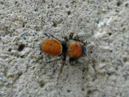 Image of Tawny Jumping Spider