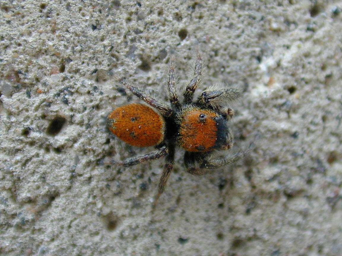 Plancia ëd Phidippus whitmani Peckham & Peckham 1909