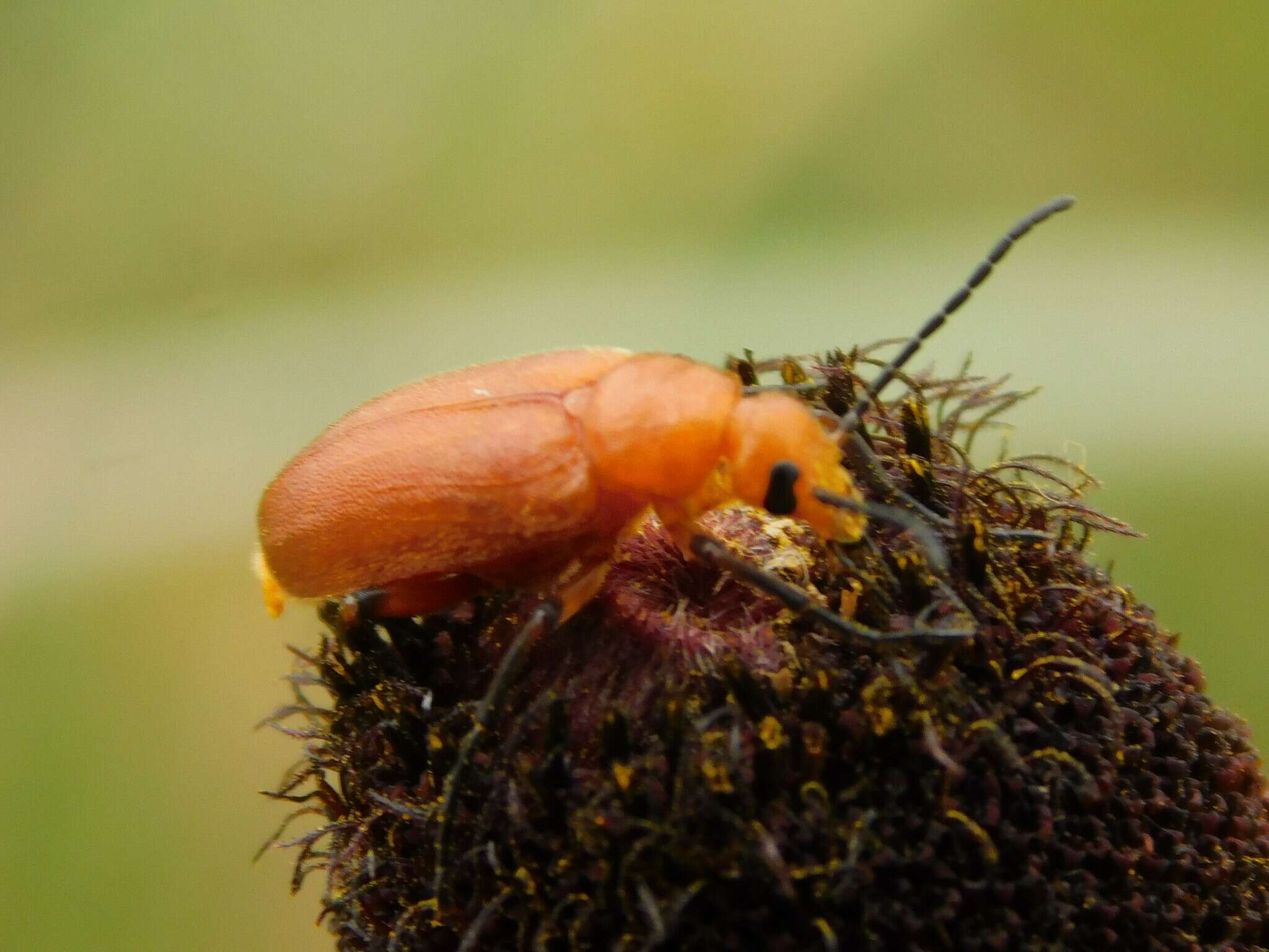 Imagem de Zonitis (Parazonitis) vittigera (Le Conte 1853)