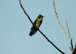 Lophornis helenae (Delattre 1843) resmi