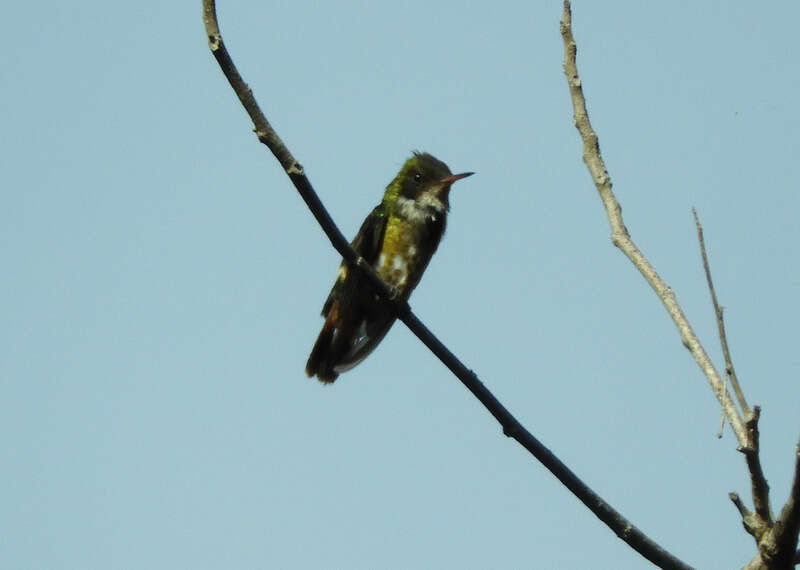 Lophornis helenae (Delattre 1843) resmi