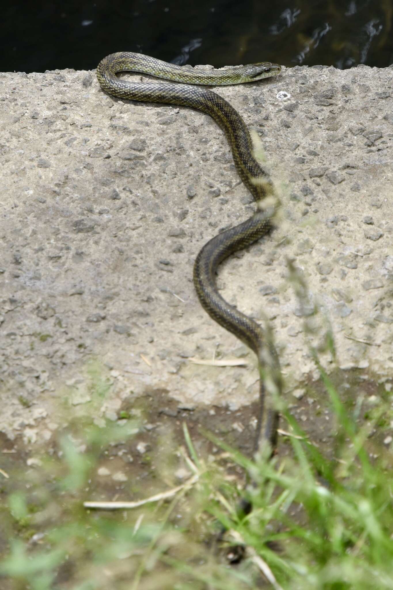 Image of Japanese Rat Snake