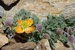 Image of Papaver lapeyrousianum Gutermann