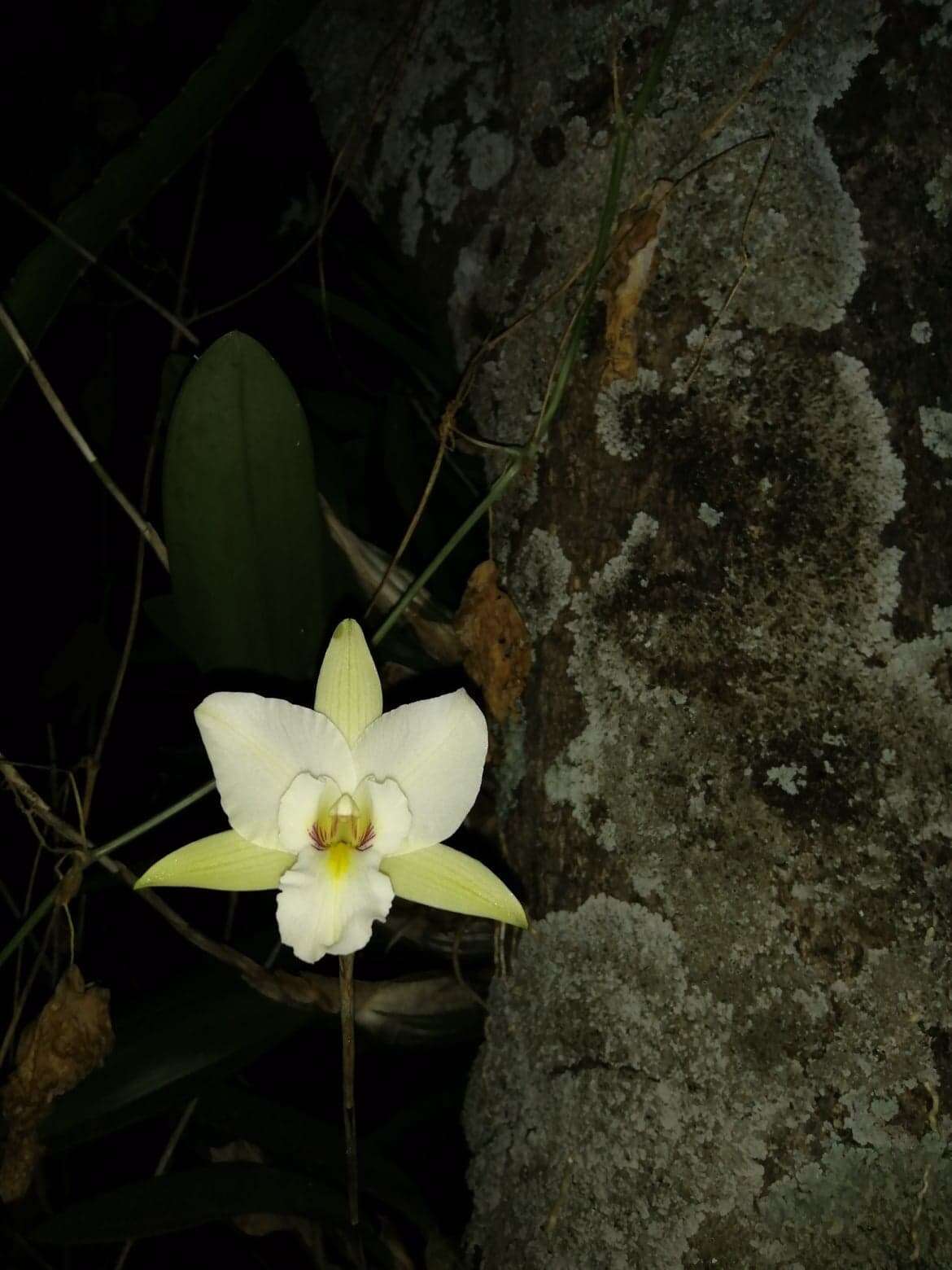 Image de Laelia anceps subsp. dawsonii (J. Anderson) Rolfe