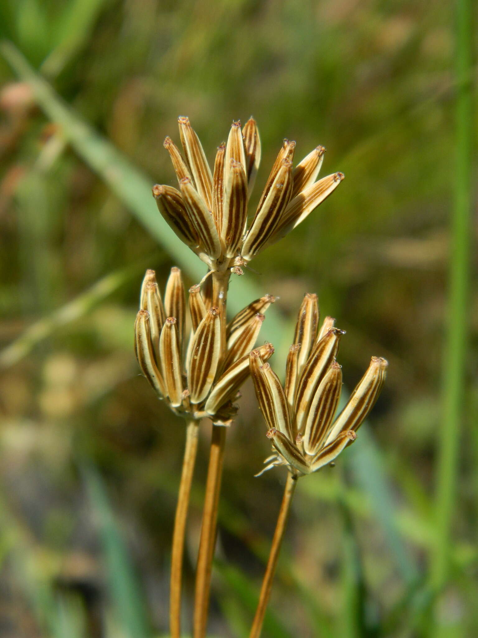 Image de Lomatium bicolor (S. Wats.) Coult. & Rose