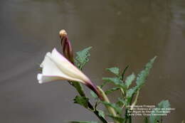 Image of Latin Thorn-Apple