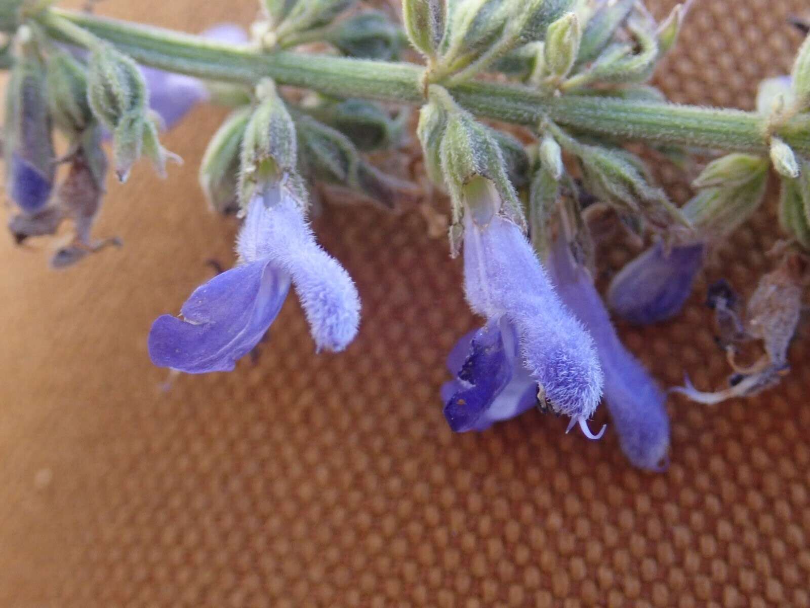 Image of Salvia connivens Epling