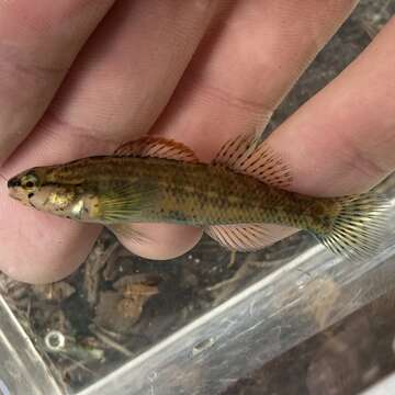 Plancia ëd Etheostoma mariae (Fowler 1947)