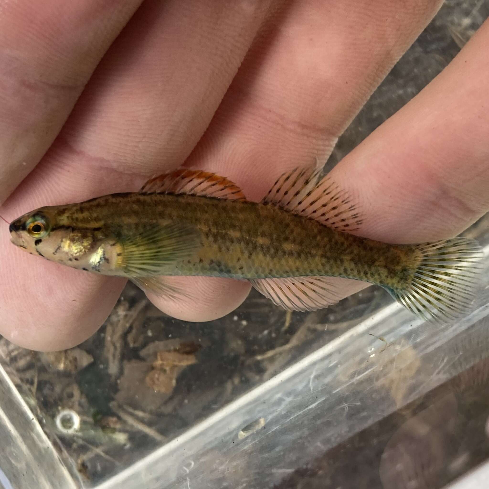 صورة Etheostoma mariae (Fowler 1947)