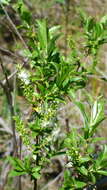 Imagem de Salix cordata Michx.