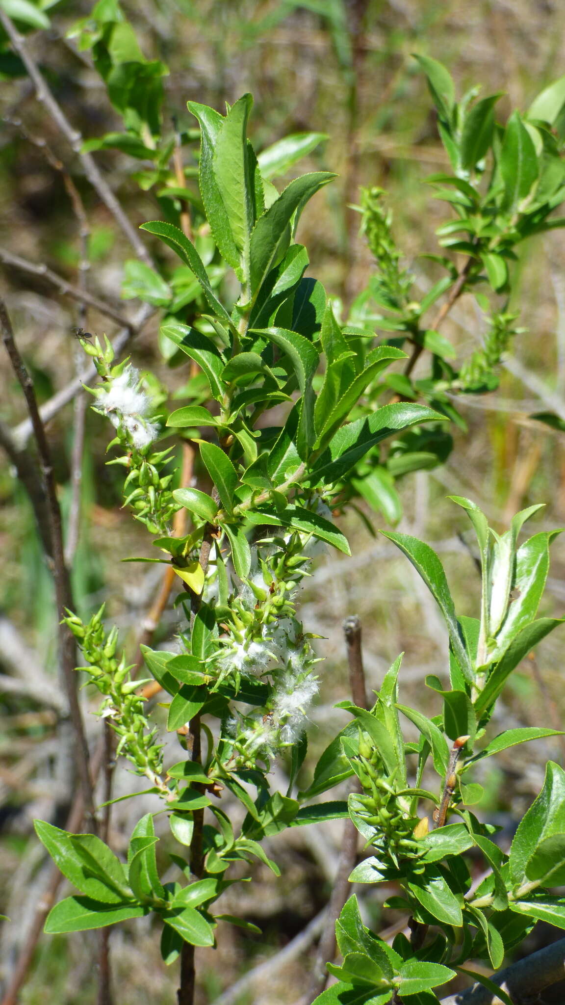 Imagem de Salix cordata Michx.