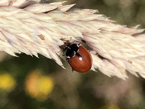 Image of Hippodamia lunatomaculata Motschulsky 1845