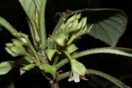 Image of Opposite-Leaf Cyrtandra