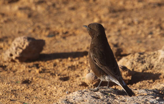 Image of Black Wheatear