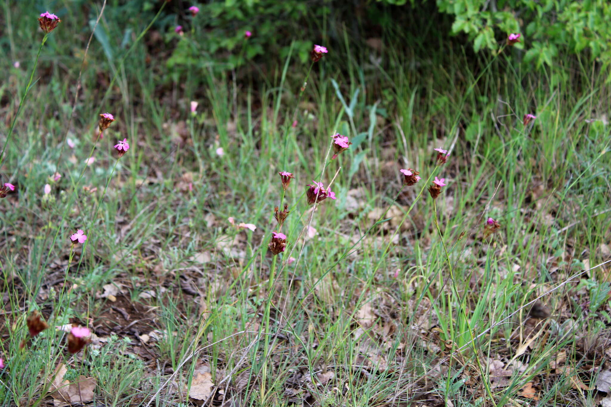 Image of Dianthus capitatus Balb. ex DC.